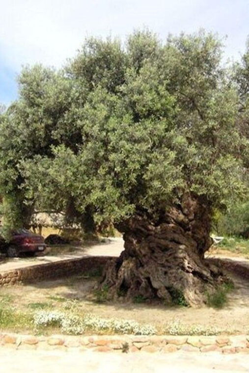from-chania-olive-oil-wine-cheese-honey-tasting-tour