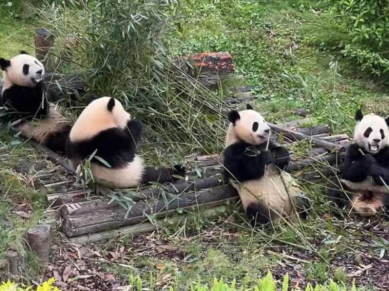 from-chengdu-leshan-giant-buddha-and-panda-base-day-trip