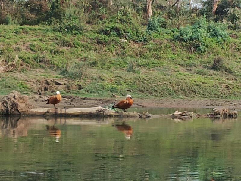from-chitwan-half-day-caneoing-jungle-walk-with-guide