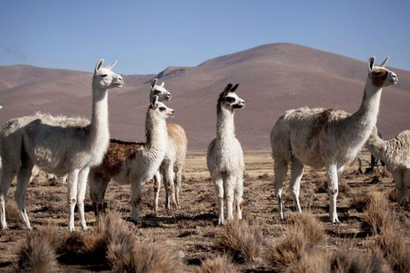 from-chivay-colca-chivay-puno-route-4