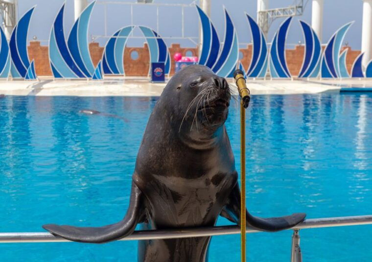from-city-side-alanya-sealanya-dolphin-show-with-transfers