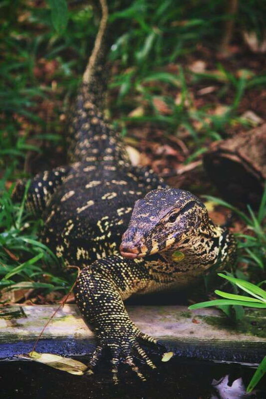 from-colombo-2-day-southern-coast-wildlife-heritage-tour