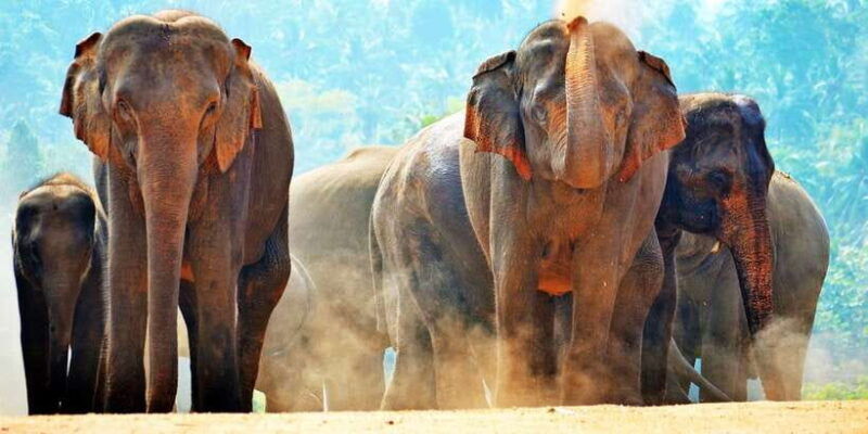 from-colombo-kandy-and-pinnawala-full-day-trip