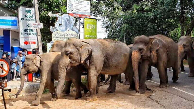 from-colombo-kandy-pinnawala-and-tea-factory-full-day-trip