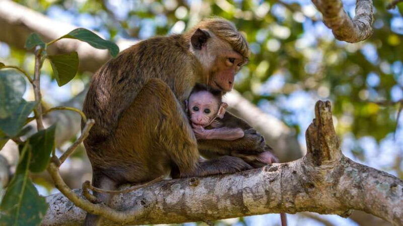 from-colombo-negombo-wilpattu-national-park-4x4-safari-tour