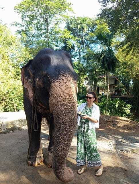 from-colombo-or-negombo-pinnawala-kandy-tea-factory-tour