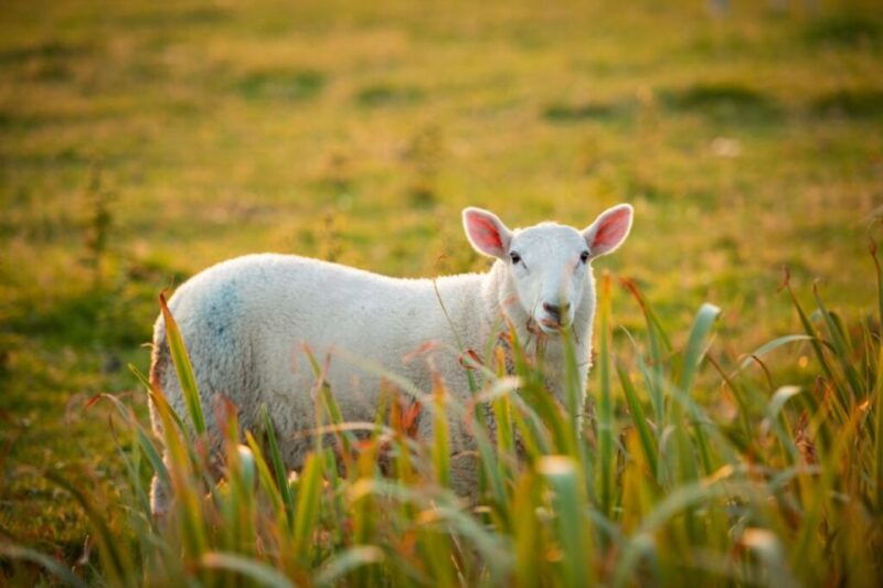 from-cork-9-hour-guided-ring-of-kerry-and-killarney-tour