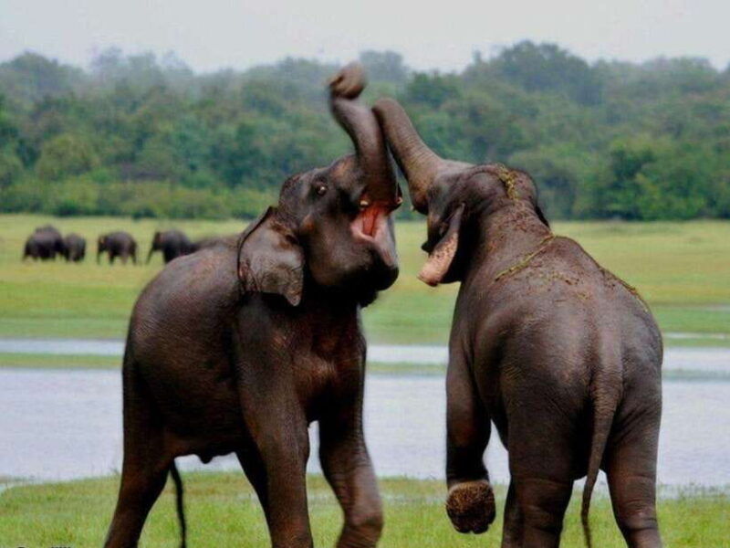 from-ella-udawalawe-yala-national-parks-2-day-tour