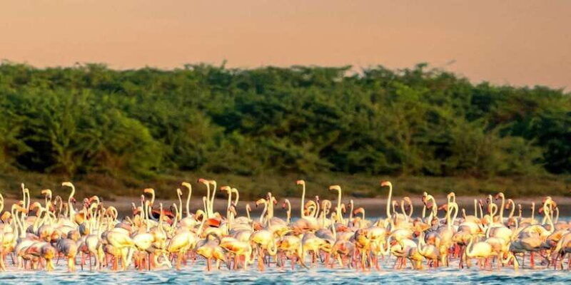 from-ella-yala-national-park-44-leopard-safari-tour-2