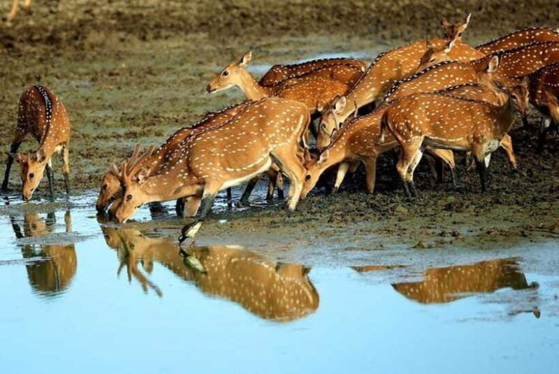 from-ella-yala-national-park-safari-and-drop-in-ella