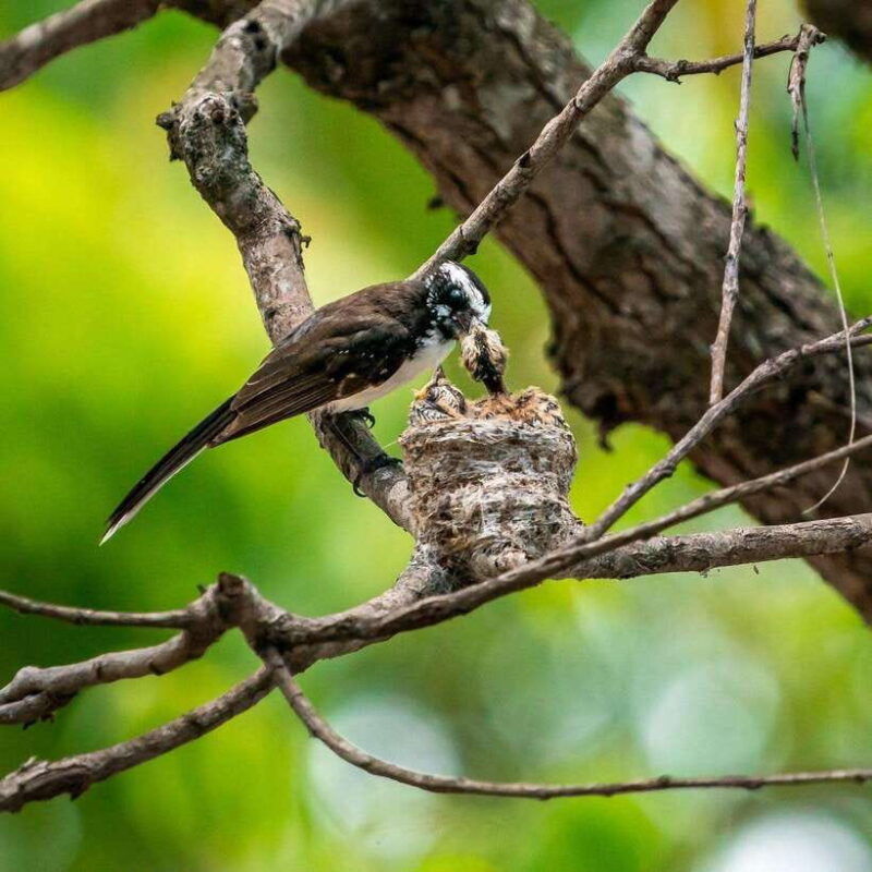 from-ella-yala-safari-with-drop-mirissa-galle