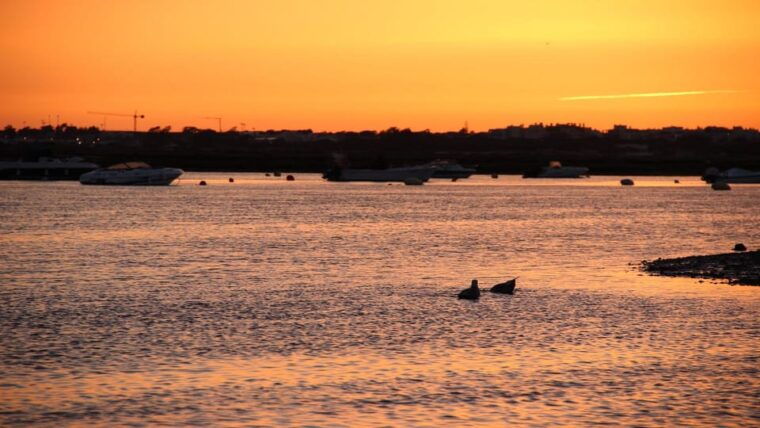 from-faro-ria-formosa-sunset-boat-trip