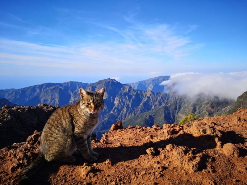from-funchal-transfer-to-pico-do-arieiro-pico-ruivo-trail