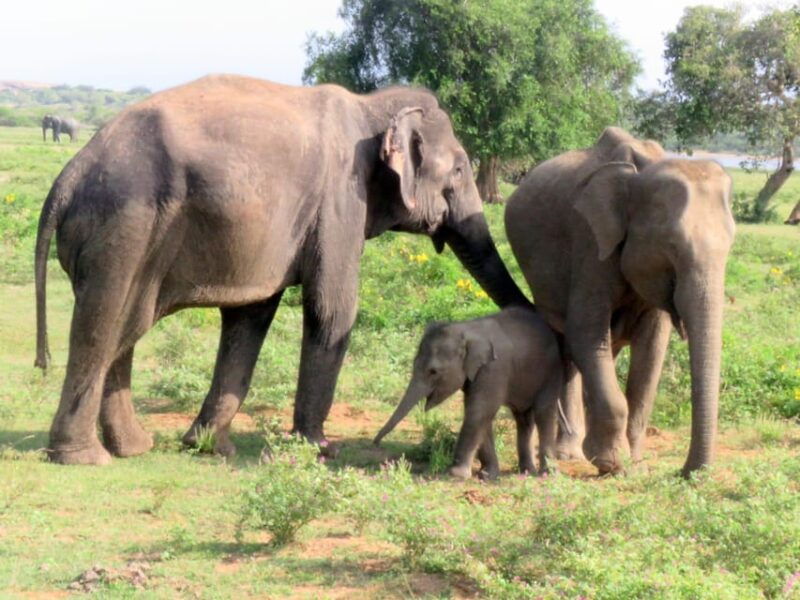 from-galle-mirissa-hikkaduwa-udawalawe-national-park-safari