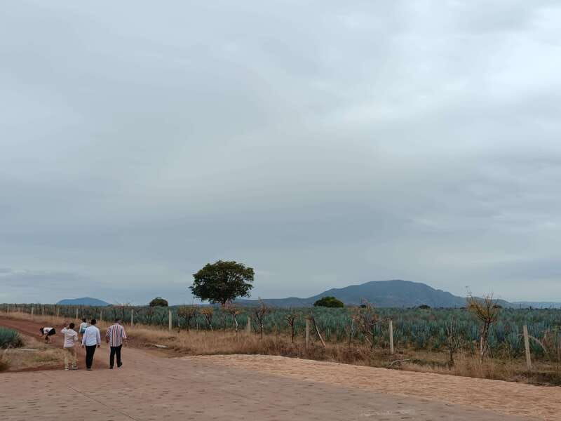 from-guadalajara-tequila-tour-with-tastings