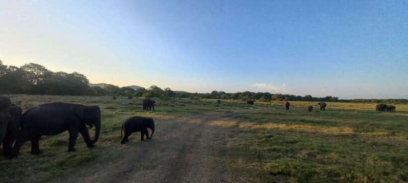 from-habarana-minneriya-national-park-4x4-jeep-safari