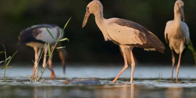 from-hikkaduwa-galle-mirissa-yala-national-park-safari