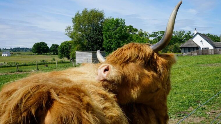 from-inverness-or-cruise-port-culloden-loch-ness-more