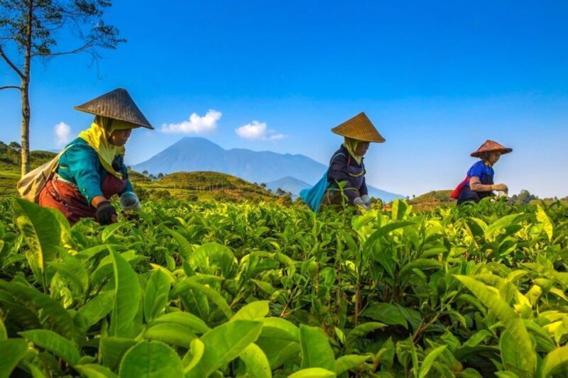 from-jakarta-safari-park-tea-plantation-jaksa-waterfall
