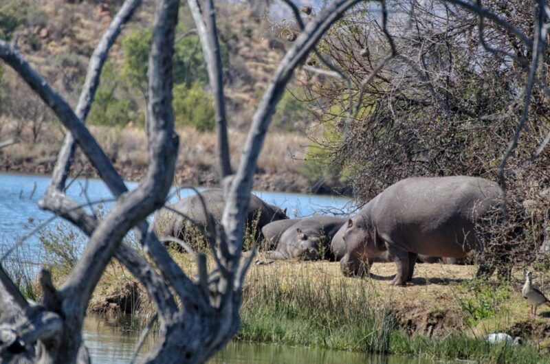 from-johannesburg-pilanesberg-nature-reserve-game-safari