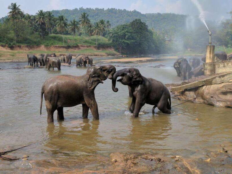 from-kandy-kandy-to-pinnawala-day-tour-by-tuk-tuk