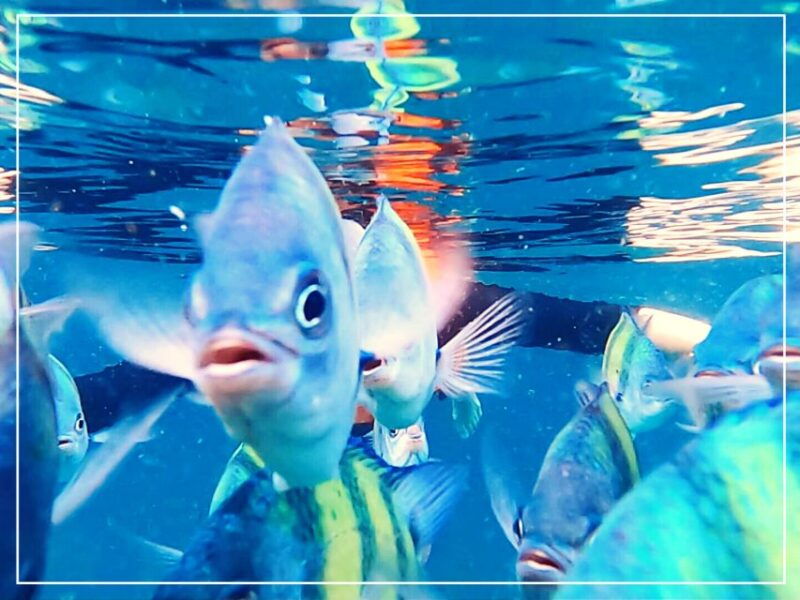 from-ko-lanta-4-islands-snorkeling-tour-by-long-tail-boat