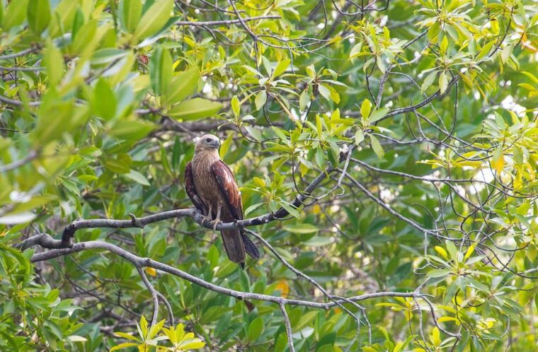 from-ko-lanta-mangrove-eco-excursion-by-longtail-boat