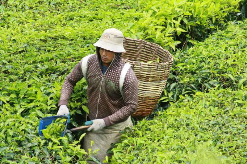 from-kuala-lumpur-cameron-highlands-full-day-tour