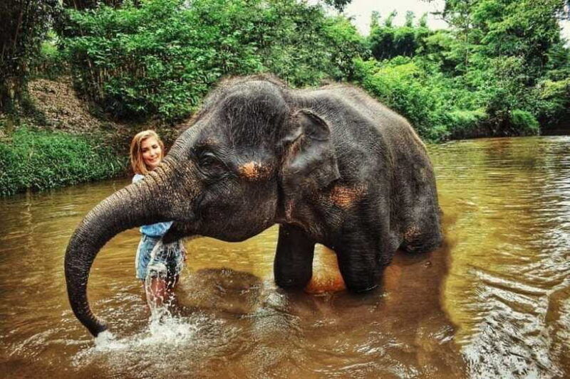 from-kuala-lumpur-elephant-sanctuary-guided-tour