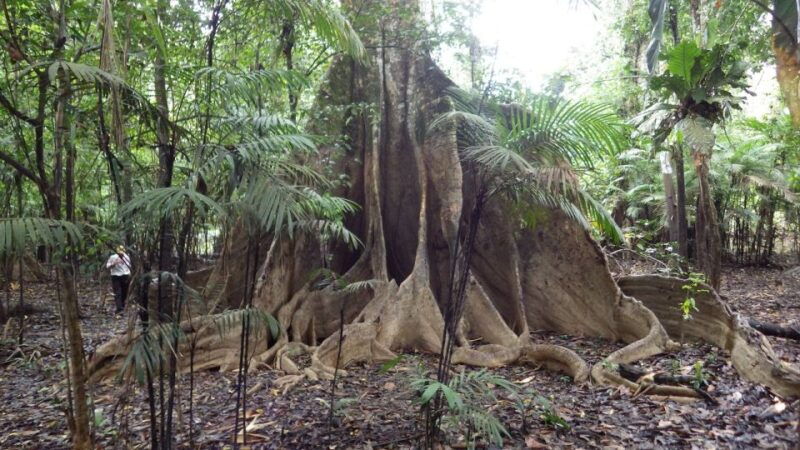 from-leticia-3-days-2-nights-rainforest-trek-and-boat-trip