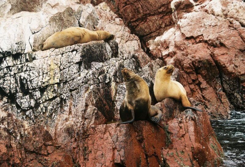 from-lima-paracas-reserve-ballestas-islands-private-trip