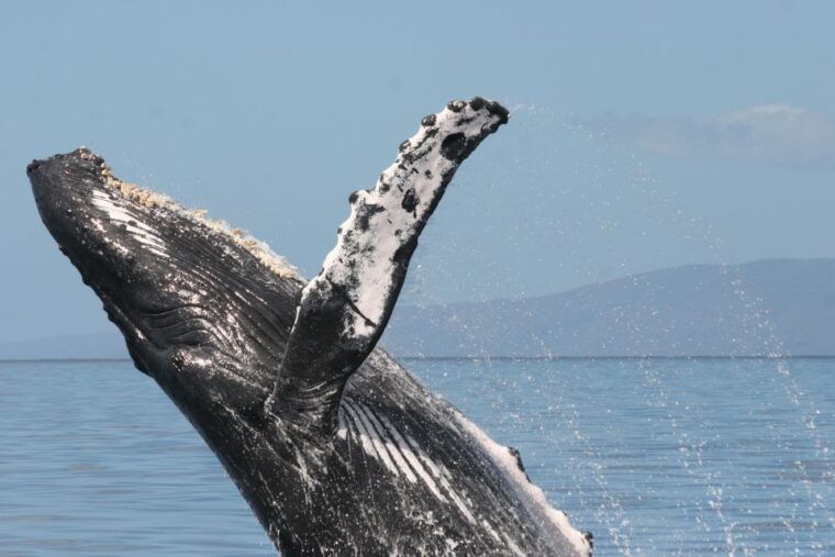 from-maalaea-afternoon-whale-watch-tour-aboard-the-malolo