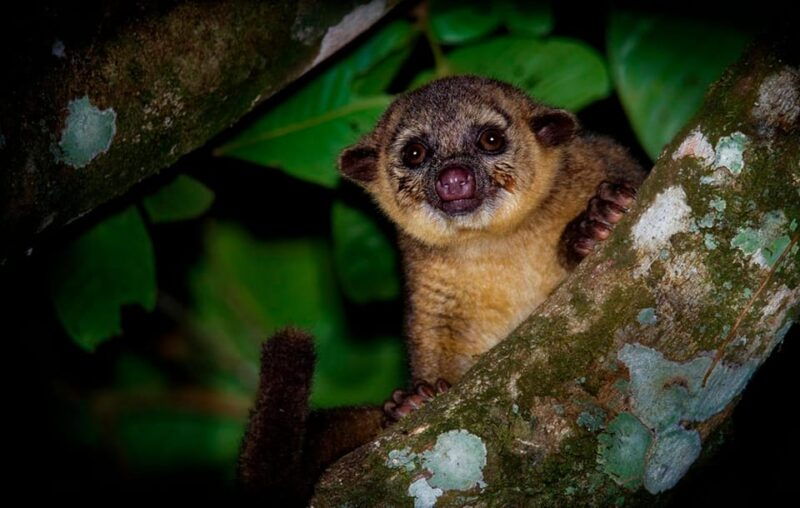 from-madre-de-dios-night-walk-in-the-amazon-rainforest