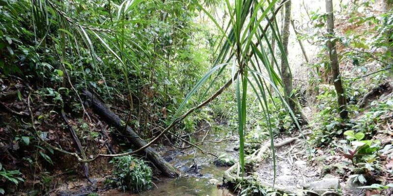 from-medan-4-day-tour-to-bukit-lawang-incl-jungle-trek