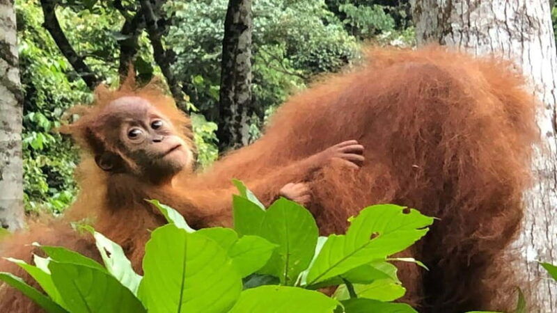 from-medan-bukit-lawang-orangutan-tour-mt-leuser