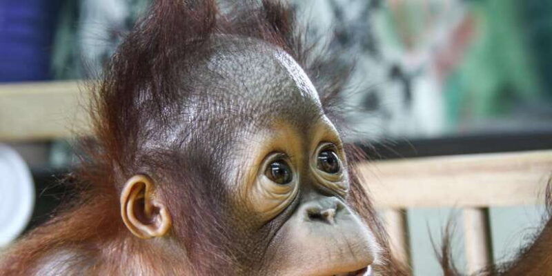 from-medan-mount-leuser-national-park-full-day-trip