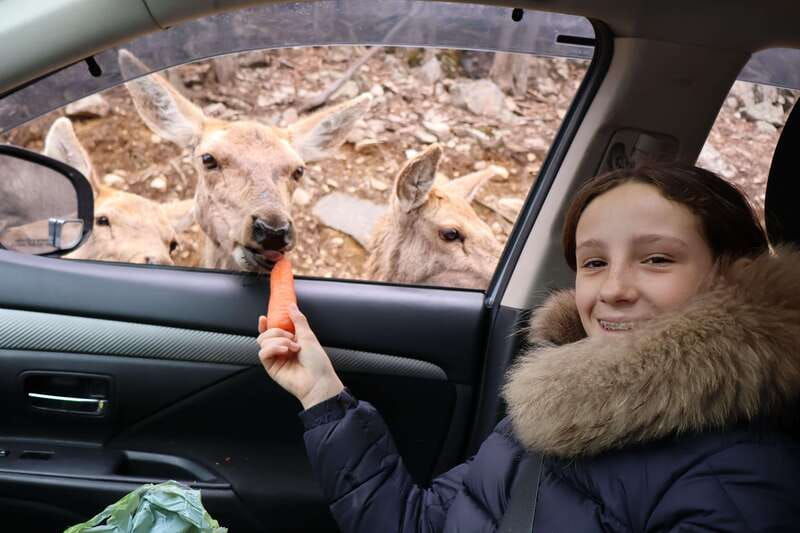 from-montreal-omega-park-wildlife-safari-with-pro-photos