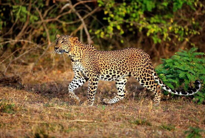 from-negombo-2-day-tour-to-ella-with-safari-at-yala-park