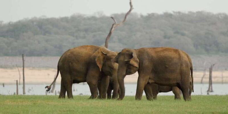 from-negombo-minneriya-national-park-safari-tour