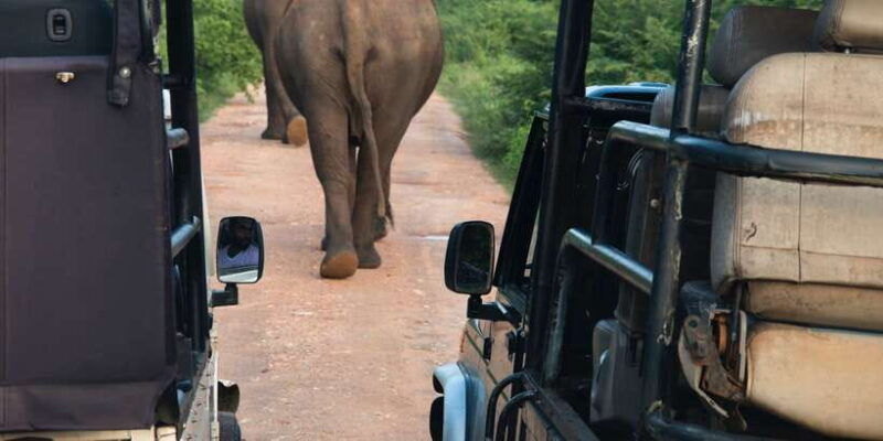 from-negombo-udawalawa-national-park-wildlife-safari