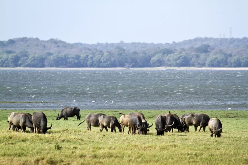 from-negombo-wilpattu-national-park-safari-guided-day-tour