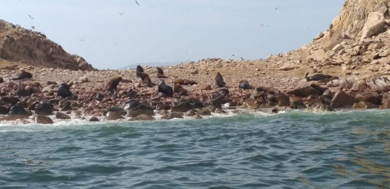 from-paracas-ballestas-island-cruise-paracas-reserve-tour