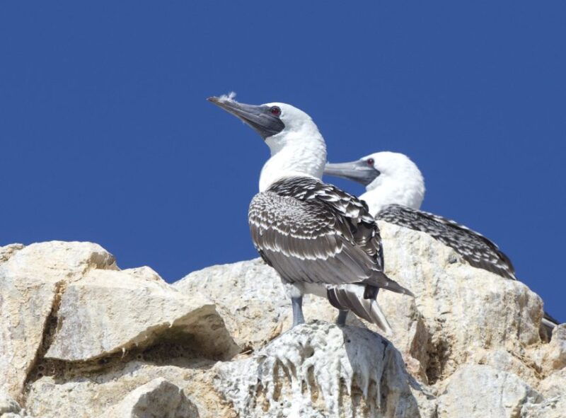 from-paracas-ballestas-islands-and-tambo-colorado-tour