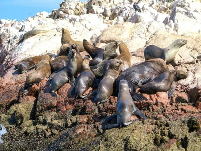 from-paracas-ballestas-islands-guided-tour