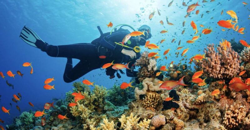 from-pattaya-snorkeling-or-beginner-scuba-diving-tour