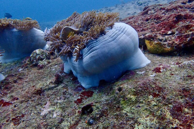 from-phuket-khaolak-surin-islands-snorkeling-day-trip