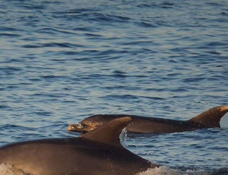 from-porec-evening-dolphin-cruise-with-welcome-drink