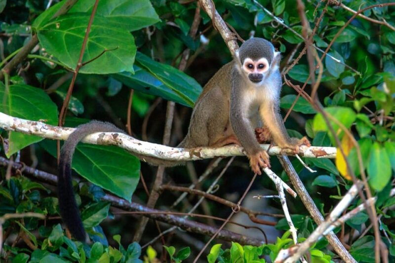 from-puerto-maldonado-kayak-tour-monkey-island