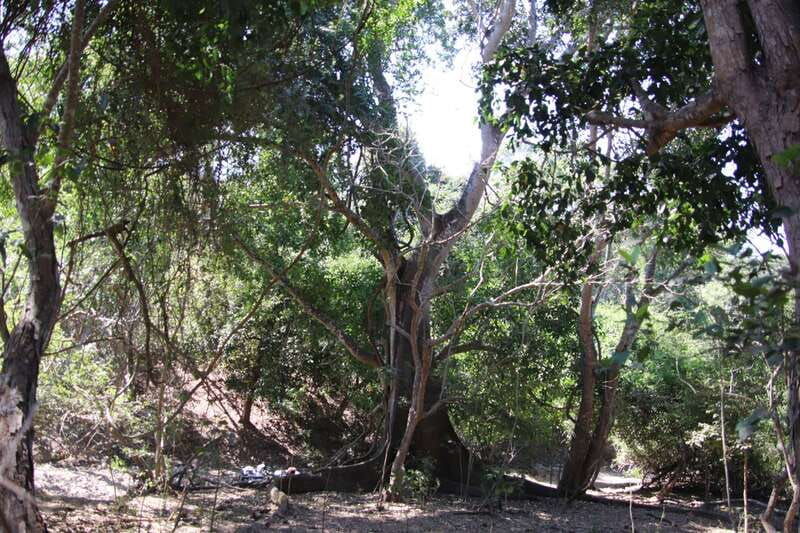 from-puerto-vallarta-2-hour-guided-sierra-vallejo-hike