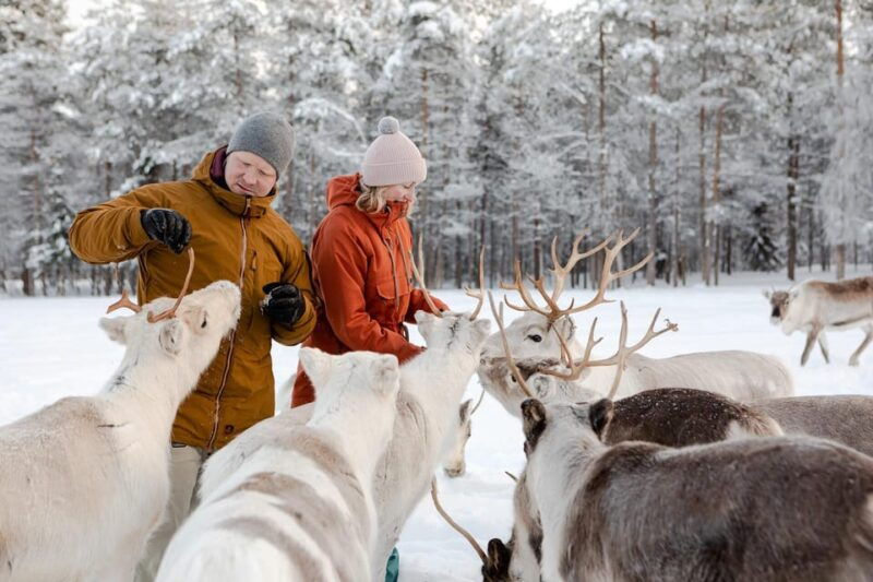 from-rovaniemi-reindeer-farm-visit-with-sleigh-ride